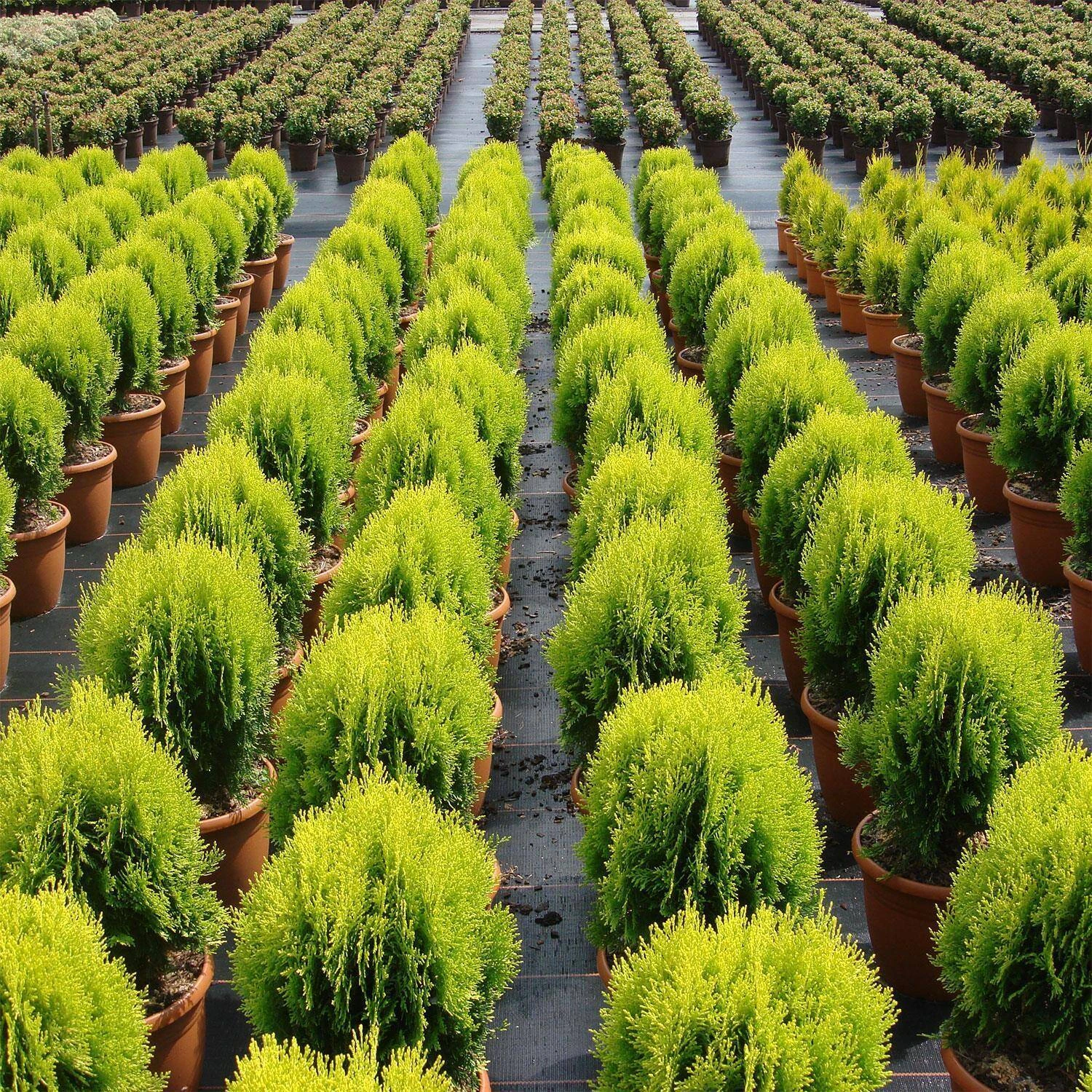 Thuja Orientalis 'Aurea Nana' - Image 3