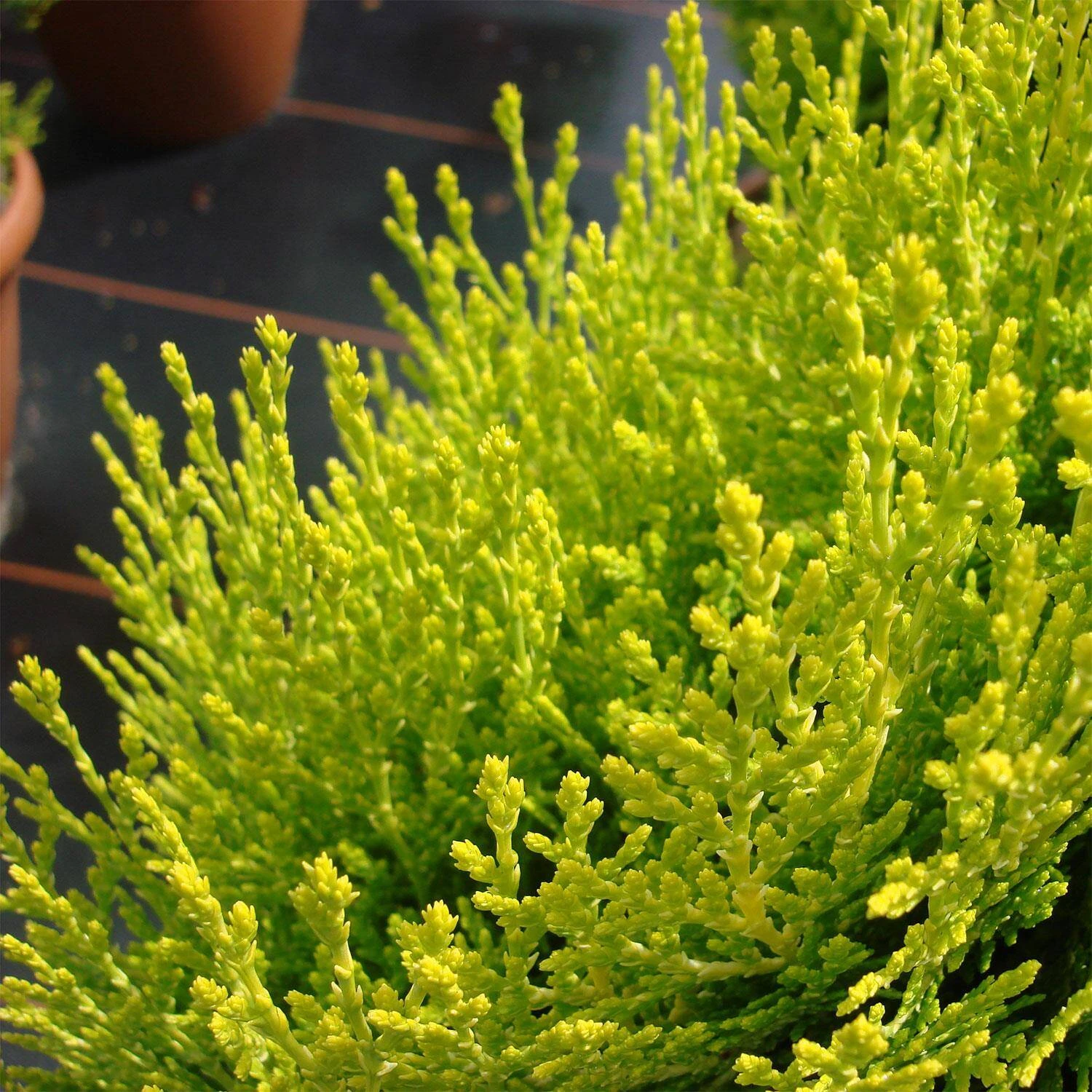 Thuja Orientalis 'Aurea Nana' - Image 4