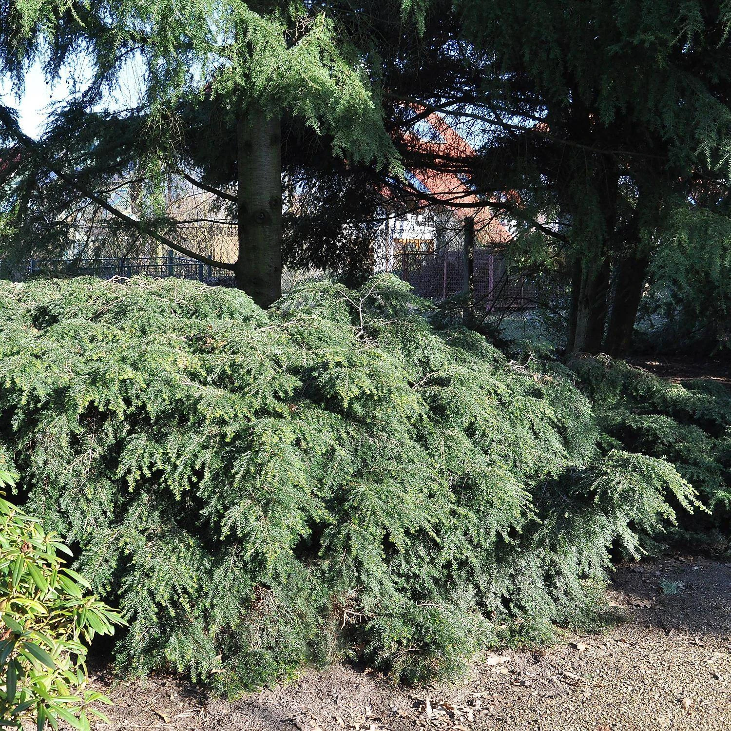 Tsuga Canadensis 'Nana' - Image 2