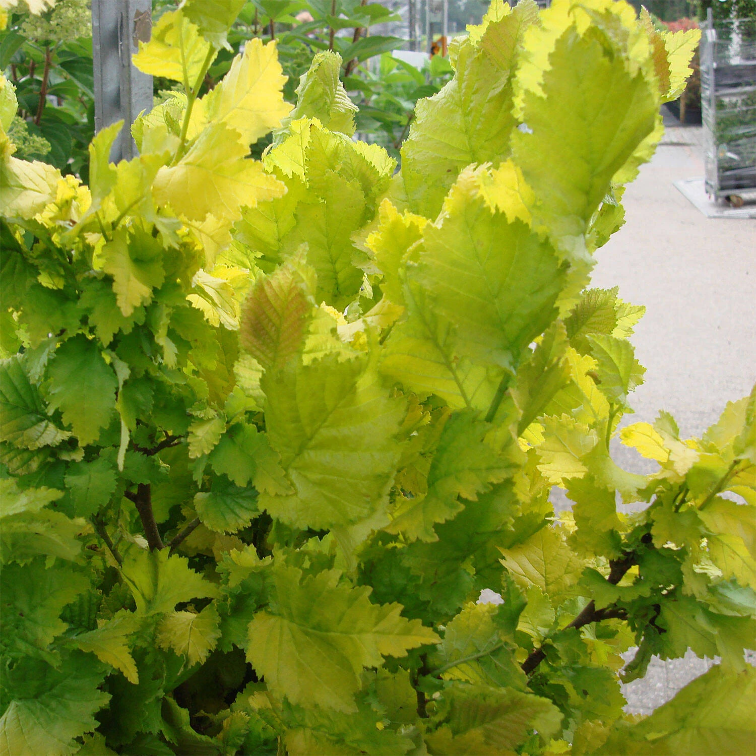 Ulmus Carpinifolia 'Wredei' - Image 2