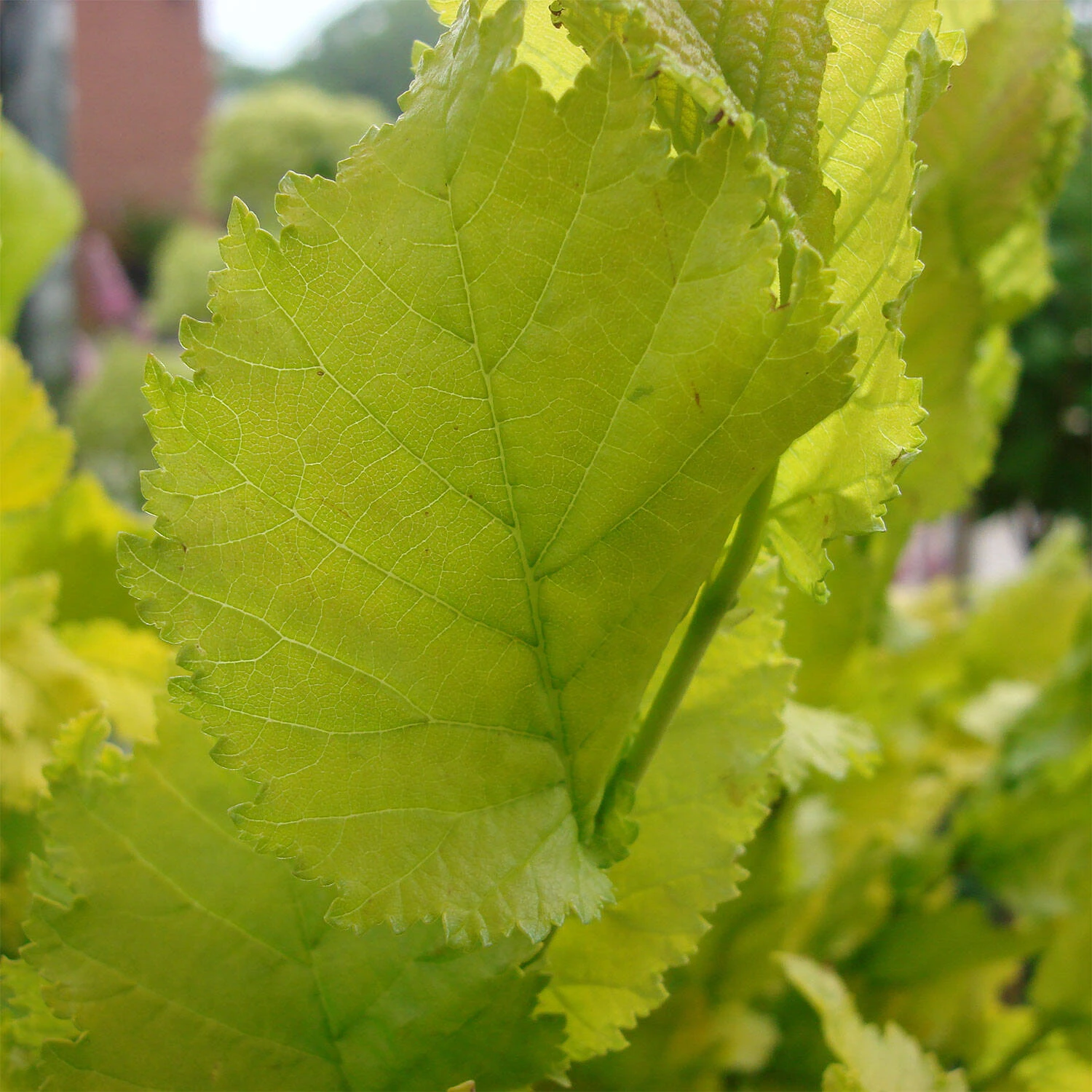 Ulmus Carpinifolia 'Wredei' - Image 3