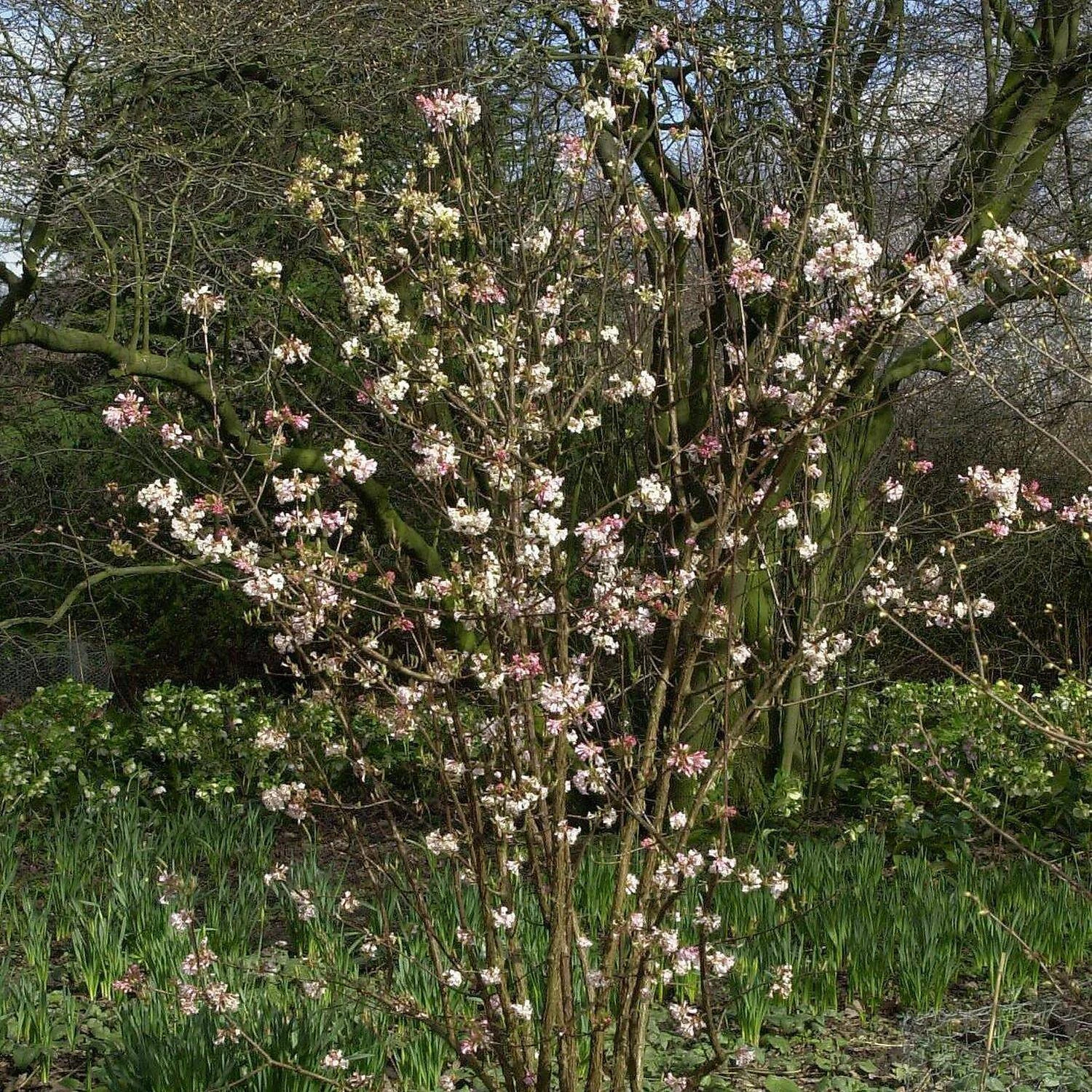 Viburnum Bodnantense 'Charles Lamont' - Image 2
