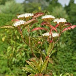 Viburnum Nudum 'Pink Beauty'