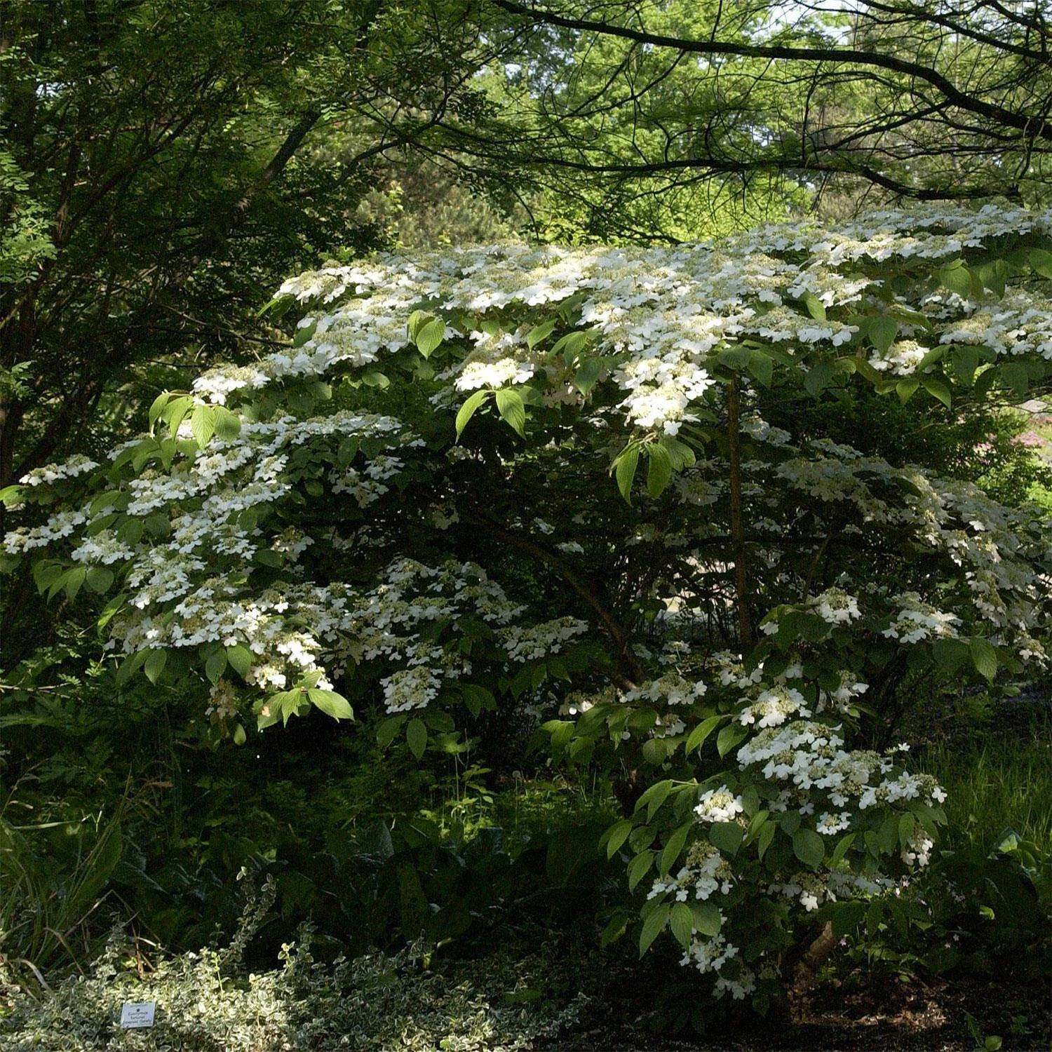 Viburnum Plicatum 'Mariesii'