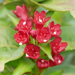 Weigela Florida 'Cherry Love'