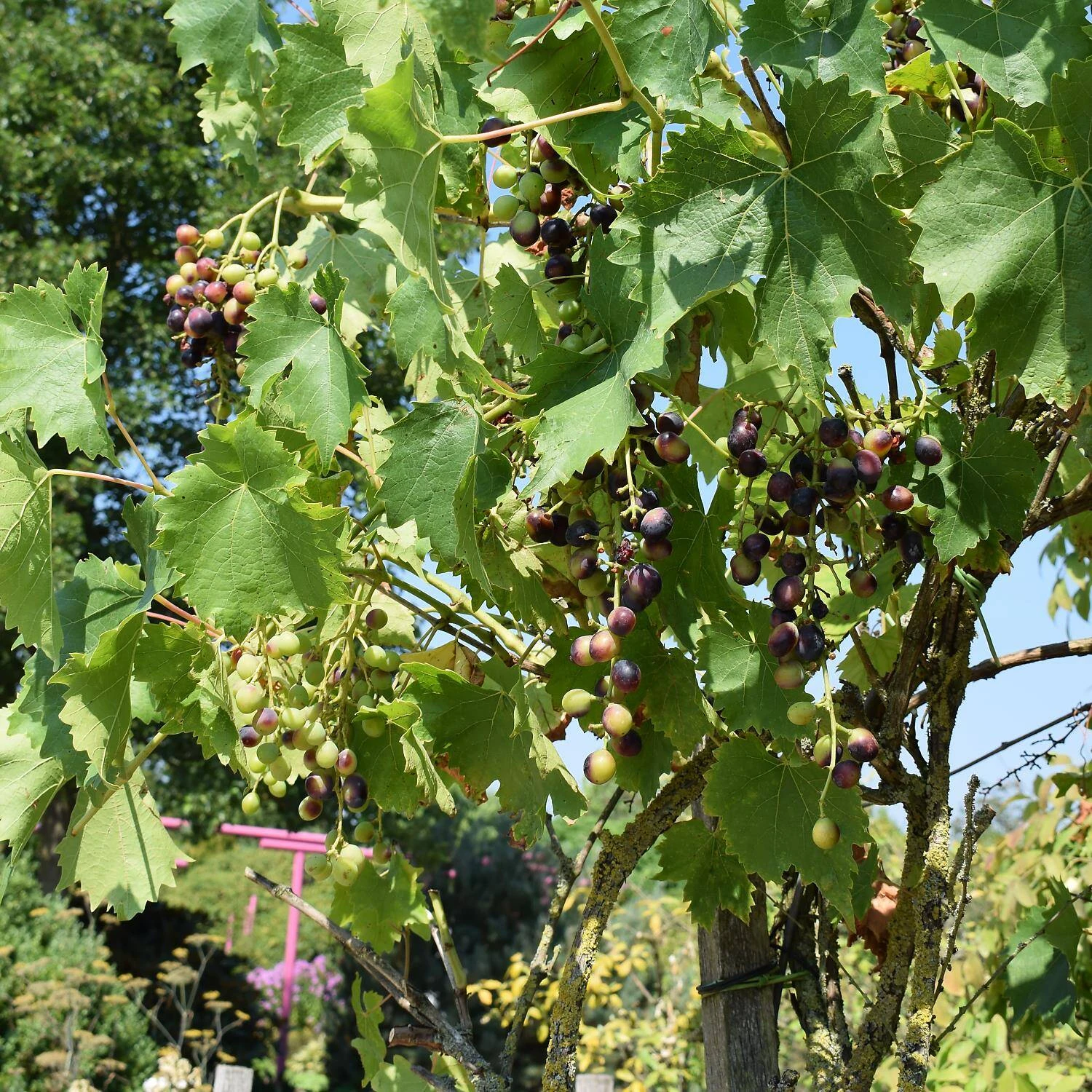 Vitis 'Muskateller' - Image 2