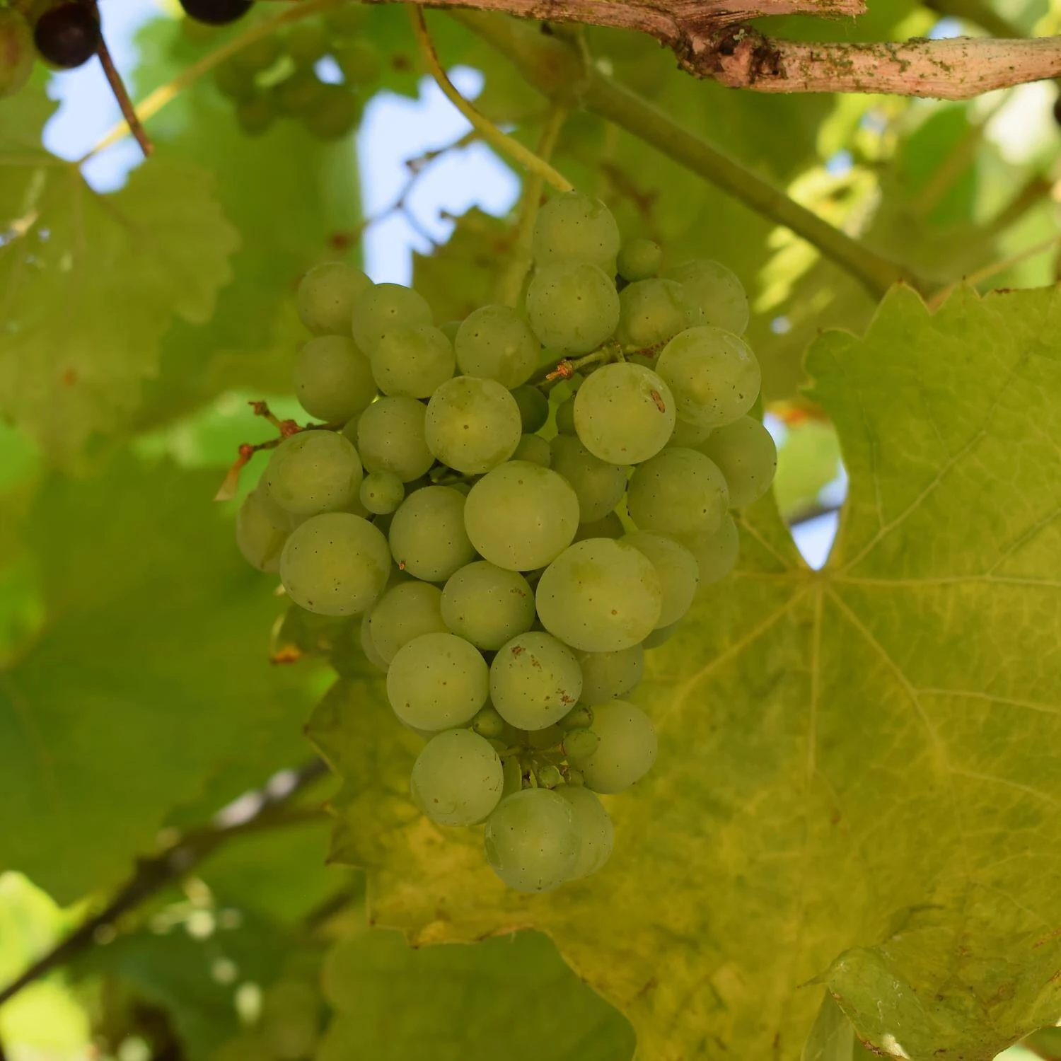 Vitis 'Muskateller' - Image 3