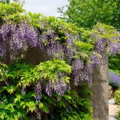 Wisteria Floribunda 'Domino'