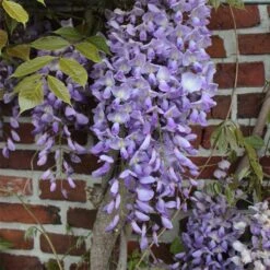 Wisteria Floribunda
