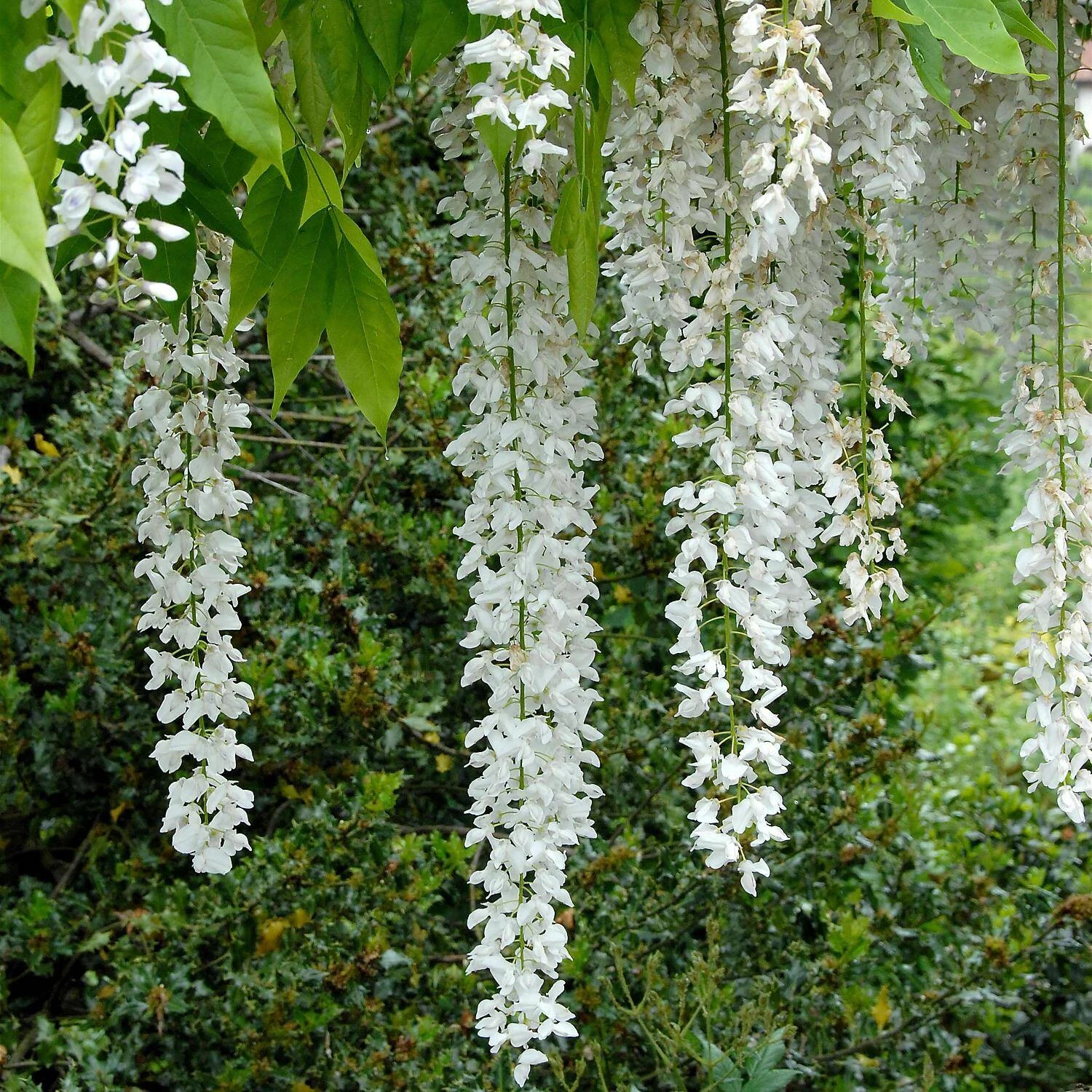 Wisteria Floribunda 'Longissima Alba' - Image 2