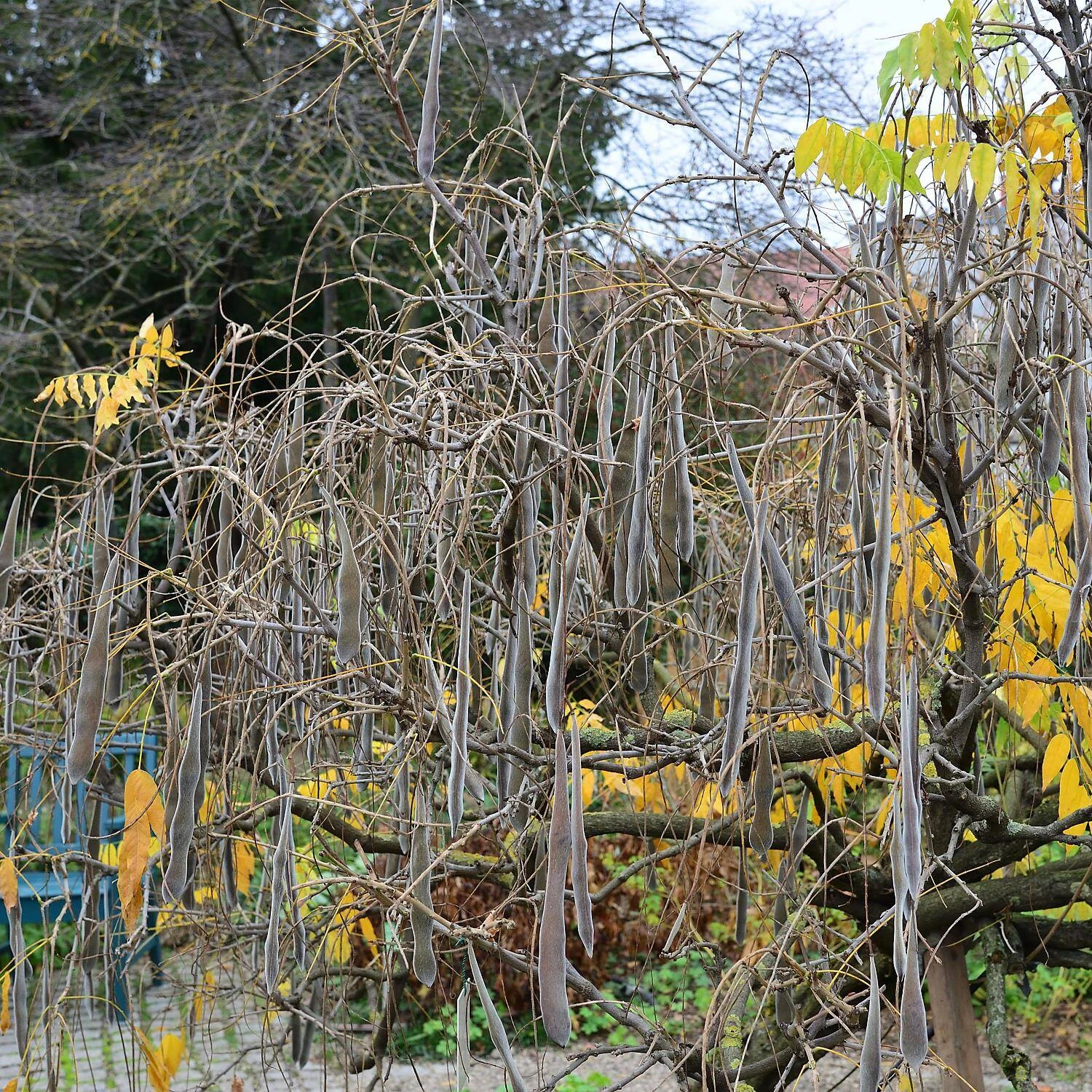 Wisteria Floribunda 'Longissima Alba' - Image 3