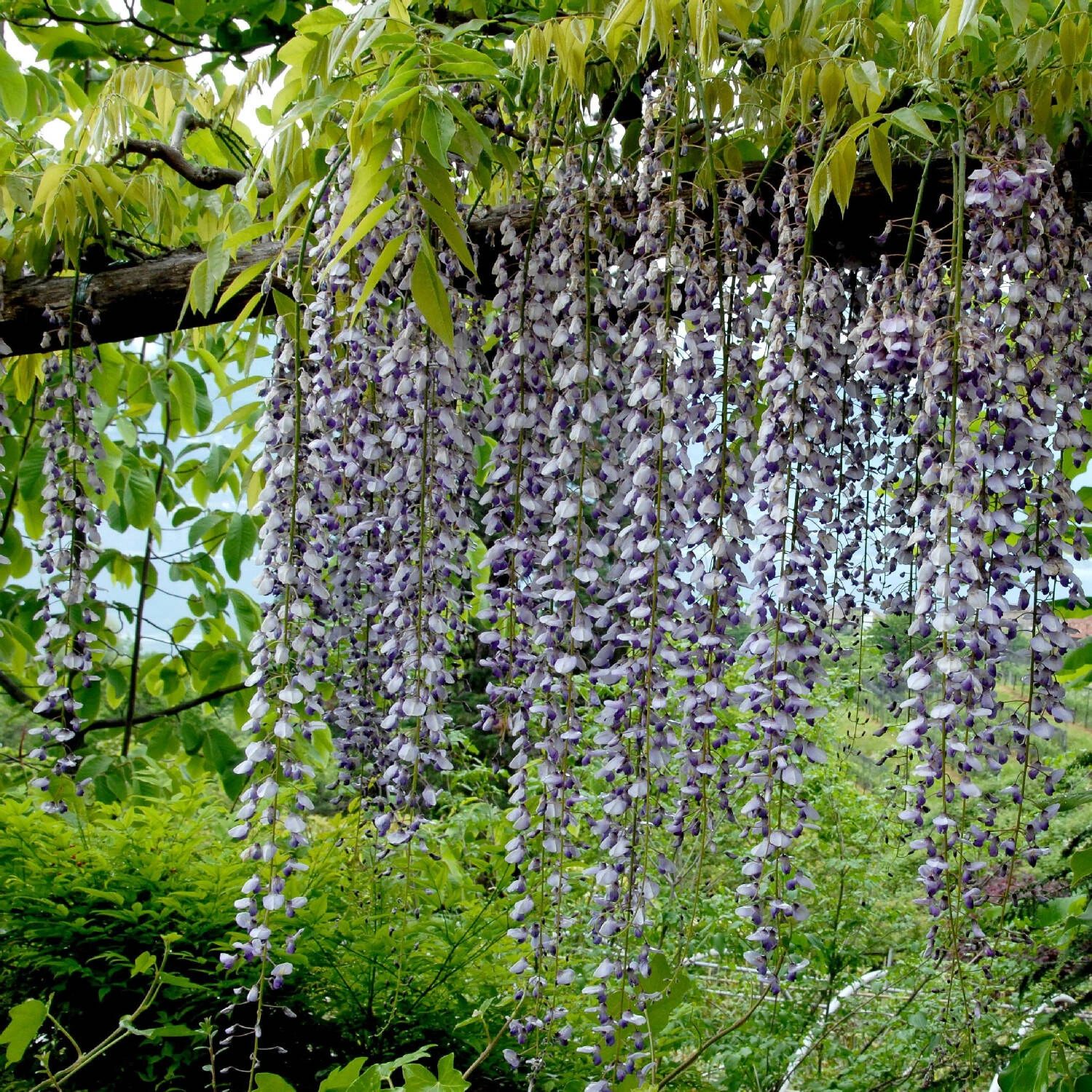 Wisteria Floribunda 'Macrobotrys'